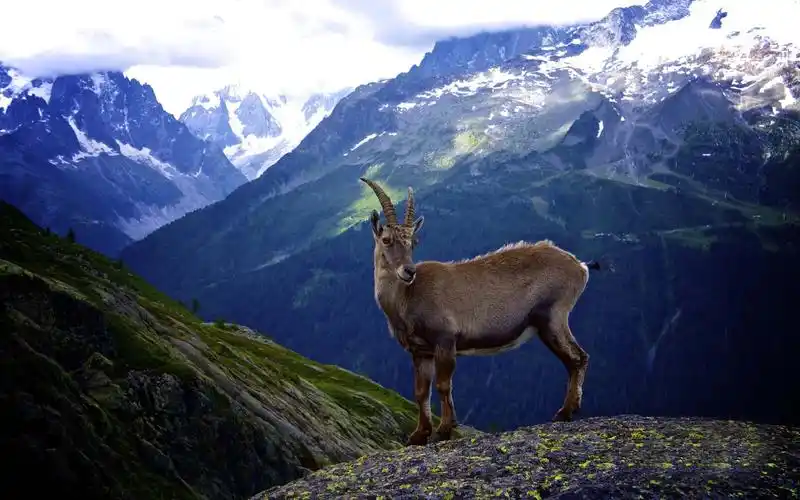 家畜山羊 > || 更新时间:2014-12-25 颜色分 炫彩 关键词:  山羊 家畜