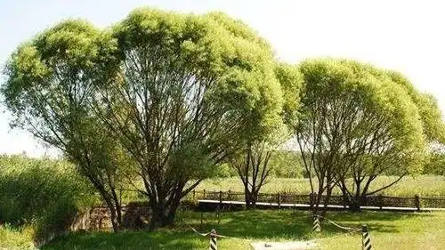 "认领一棵树"活动再登场,这次可不要再错过了!_手机搜狐网