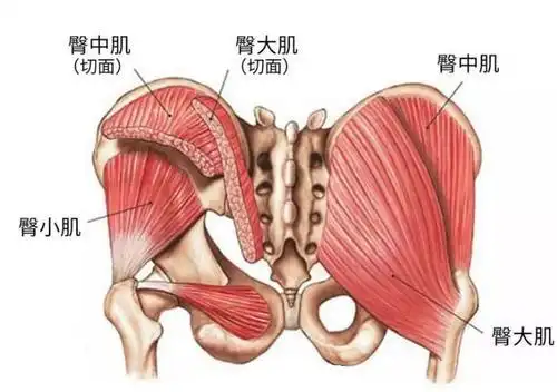 臀大肌疼痛怎么回事?