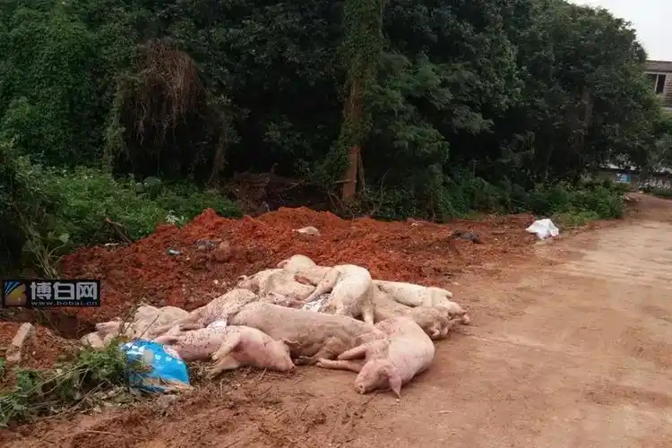 博白人微信群疯传死猪变飞蛾飞机撒药治白蛾假的真相