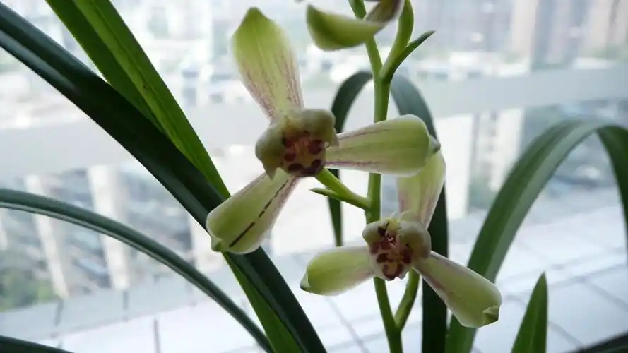 春兰篇-中国兰花交易网社区