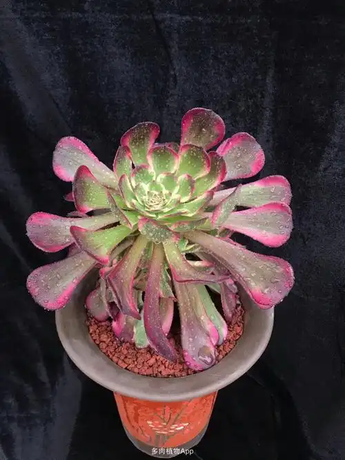 家有鲜肉                  墨娅法师,又名黑金刚法师