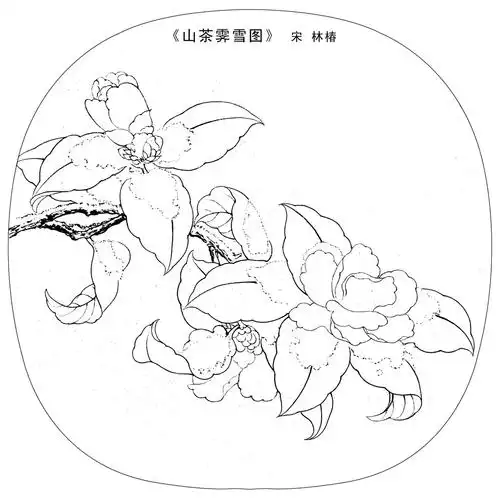 《山茶霁雪图》白描