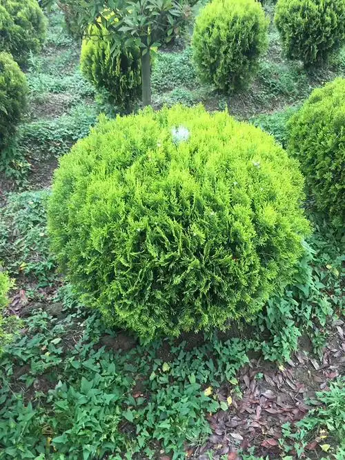 西藏哪里有卖洒金柏球的