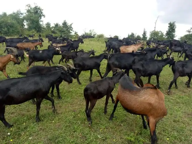 宜良县鸿玉家庭农场食材