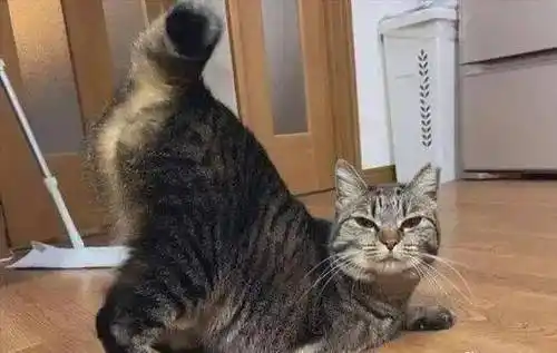 二是去势手术,就是现在流行的摘蛋蛋手术,把公猫双侧的睾丸摘除.