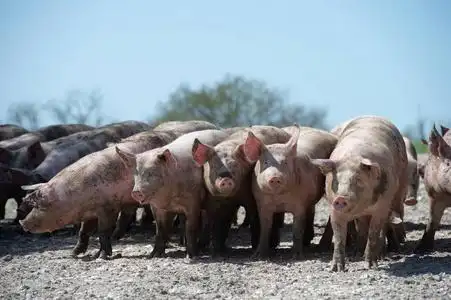 法国村庄的农场里的猪照片