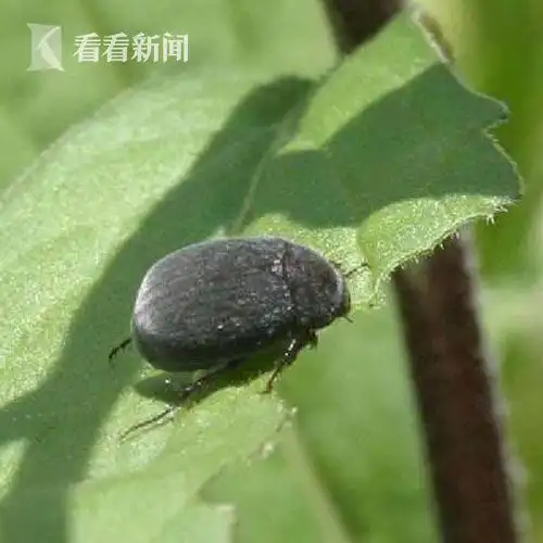 bbin真人视讯:上海口岸首次截获黑绒绢金龟