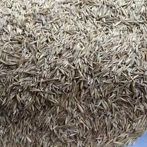 今年新採高羊茅种子山地护坡水土保持植物草籽发芽率高图片