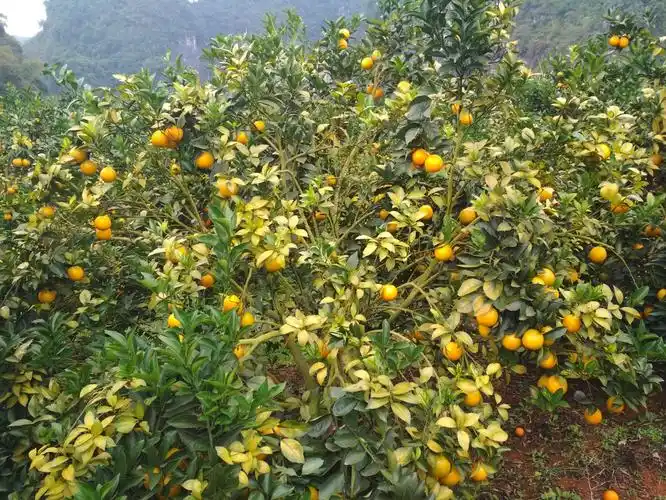 武鸣沃柑为什么这么甜?——记祥云健康肥科技下乡万里行之武鸣站