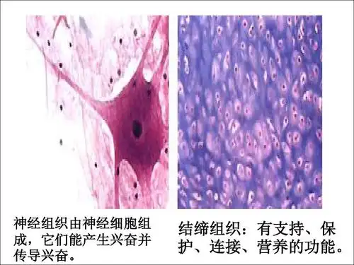 神经组织由神经细胞组 成,它们能产生兴奋并 传导兴奋.