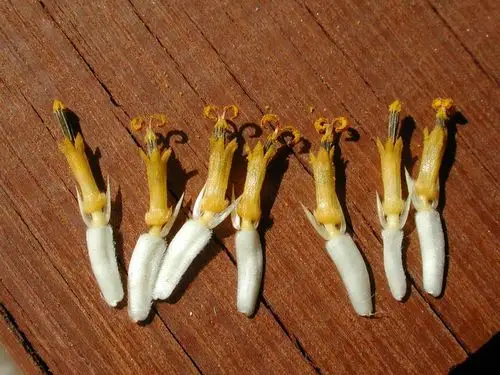 从别朵向日葵谈授粉机制