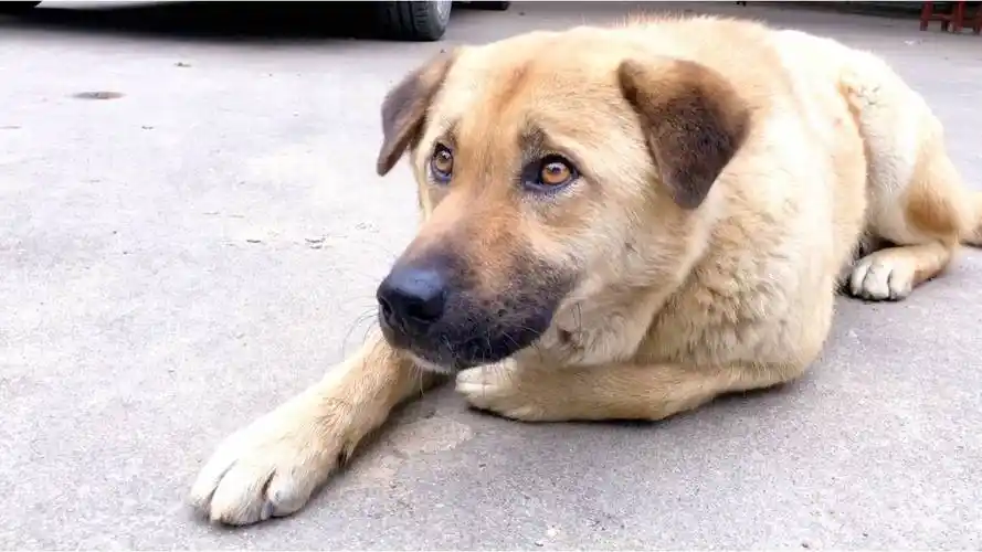 呆萌大笨狗黄立,想护食却不敢怒,老实狗看着就想欺负它