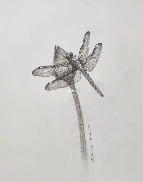 素描蜻蜓