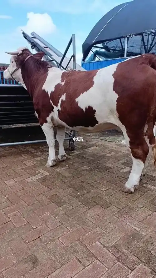 西门塔尔牛 #西门塔尔牛养殖  #西门塔尔牛价格  #西门塔尔牛母牛