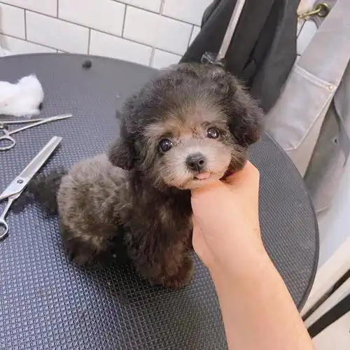 这样的灰泰迪也太假了