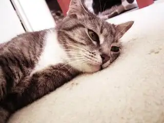 猫咪gif累趴了gif可爱gif倒地gif