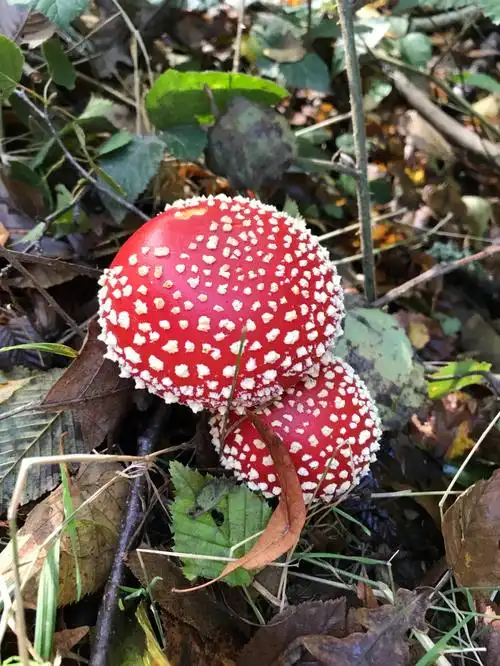 森林里的毒蘑菇