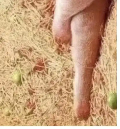 求一只侧卧的猪!谢谢