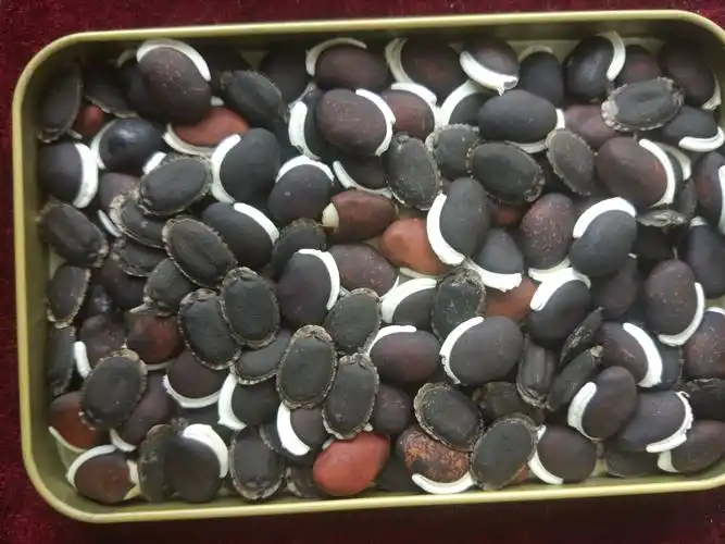 4,扁豆的种子发芽管理