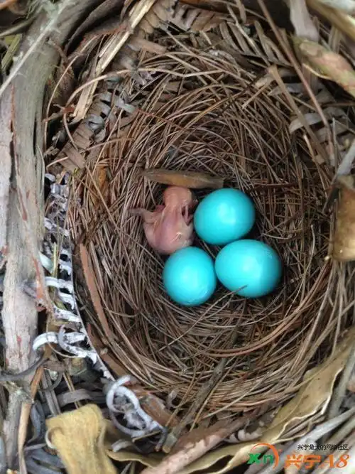 网传南京紫金山发现蓝色鸟蛋,意外的是我一不小心在