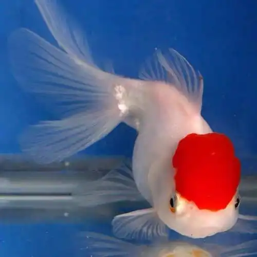 金鱼活鱼狮子头丹顶红泰狮头冷水观赏鱼小金鱼兰寿蝶尾活鱼苗包活 (4
