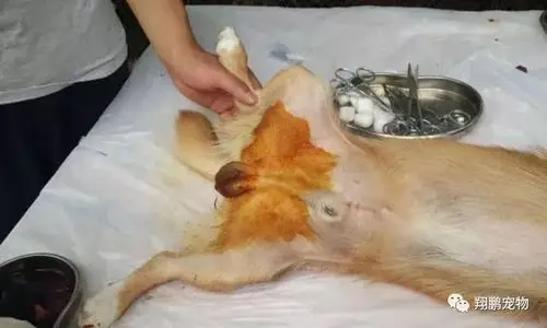 答:其实残忍不残忍,是见仁见智的,就拿给狗狗做绝育手术这件事情来说