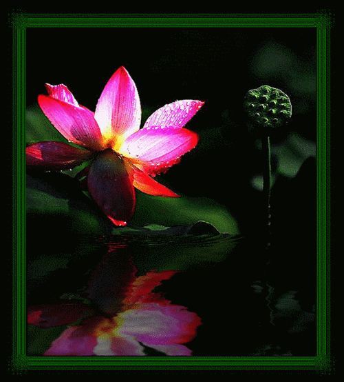 荷花池塘倒影gif图片