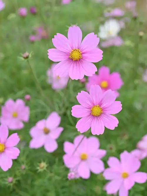 秋天很适合种波斯菊