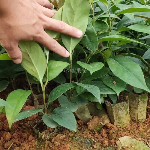 充充黑老虎苗布福娜果树苗观赏盆栽苗抗霜冻南北方可种通道黑老虎树苗