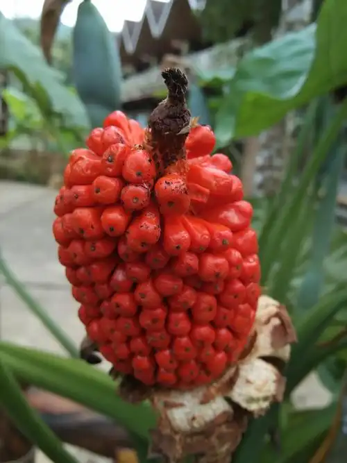 海芋结的果实,好看,但不能吃