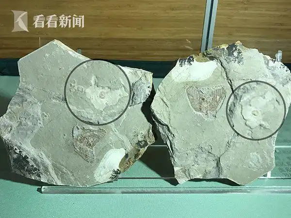 赫氏近鸟龙,三燕丽蟾,自然博物馆获赠一批珍贵古生物化石