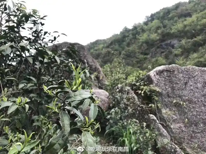 铜钹山野生茶的特点和功效