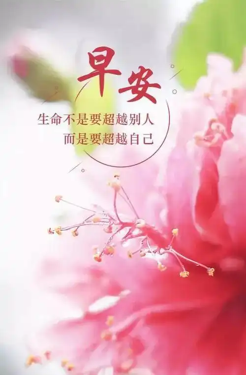 早安玫瑰花大全带字唯美图片