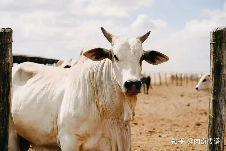 肉奇科普 | 婆罗门牛,传说中的印度神牛