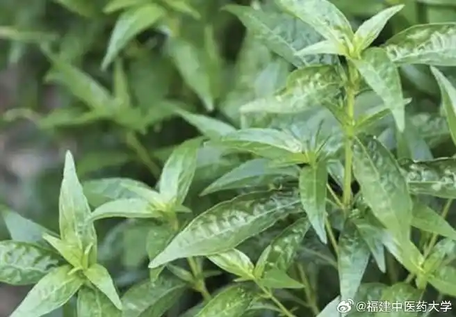 【处方用名】穿心莲【药性】苦,寒.归心,肺,大肠