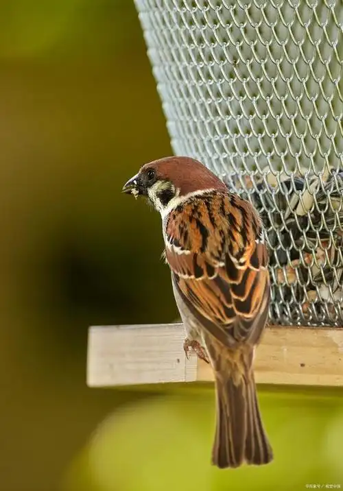 城市的小精灵麻雀