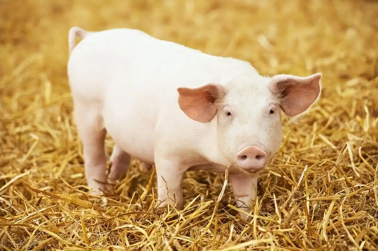 三个方法丨教你养出又白又胖的断奶小猪