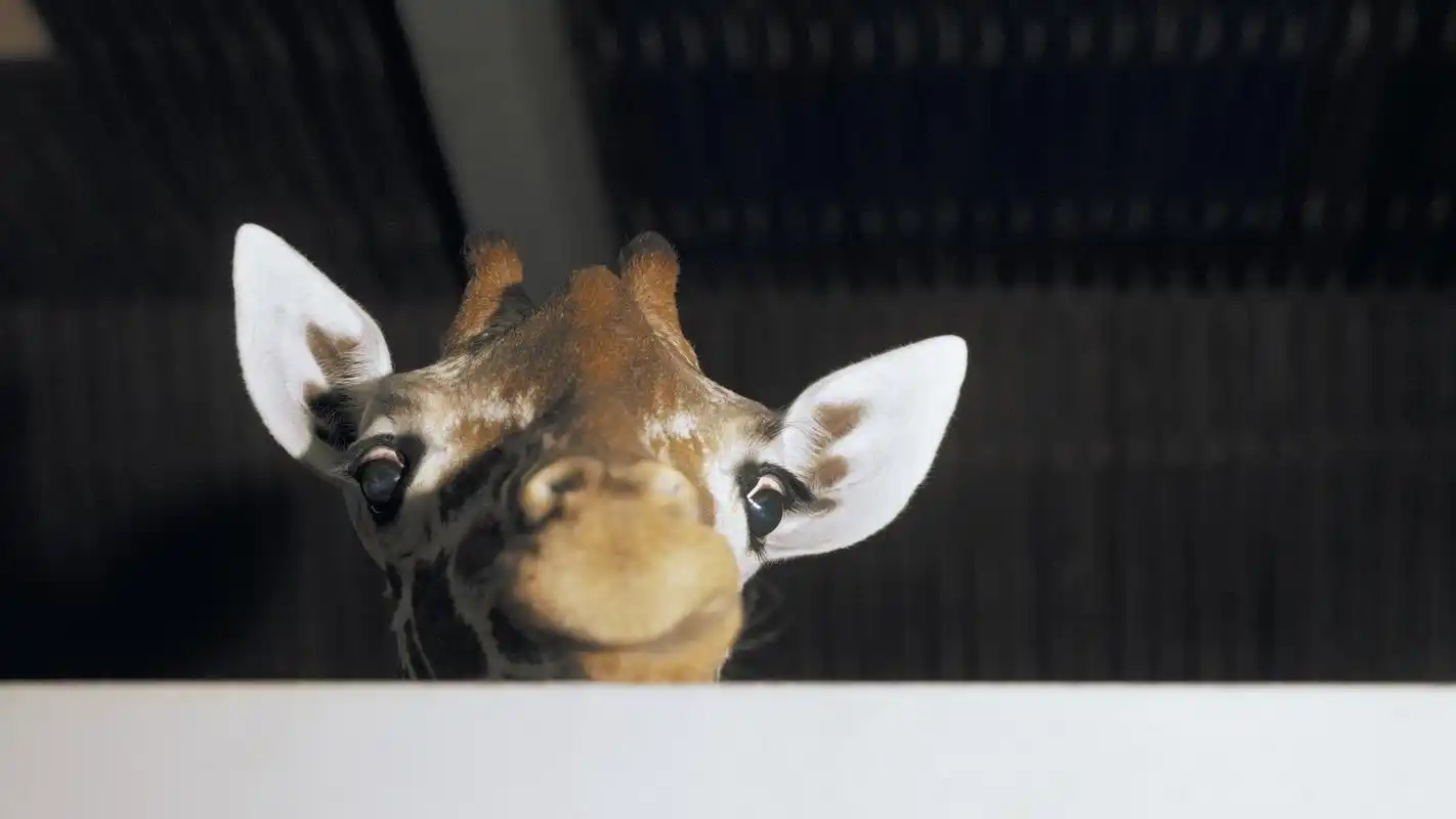 可爱卖萌的长颈鹿电脑壁纸第二辑