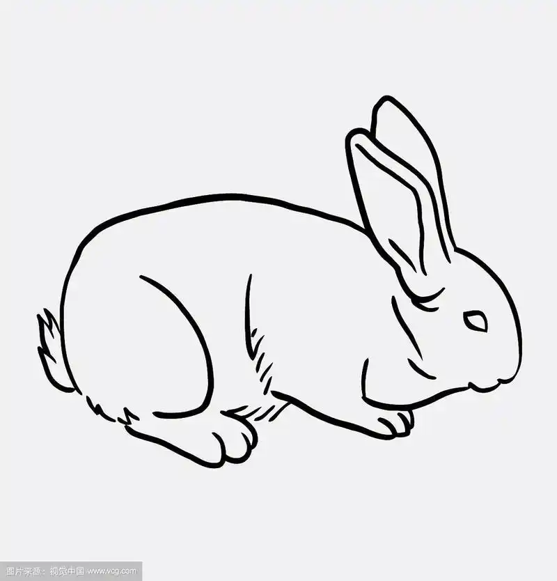 兔宠物素描