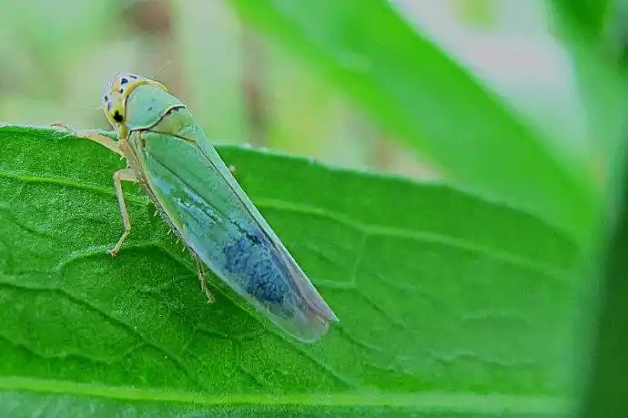 小绿叶蝉