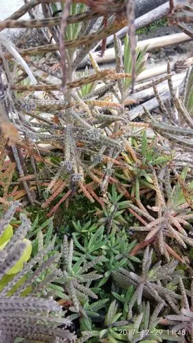 大家看看我养的棒叶落地生根(不死鸟)怎么发黄了,肉叶一碰就落,这是