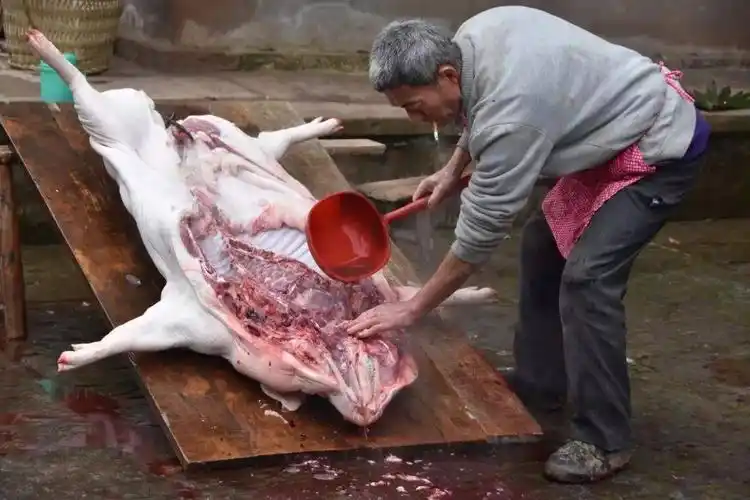 实拍巴东农村杀年猪你家开始杀了没有