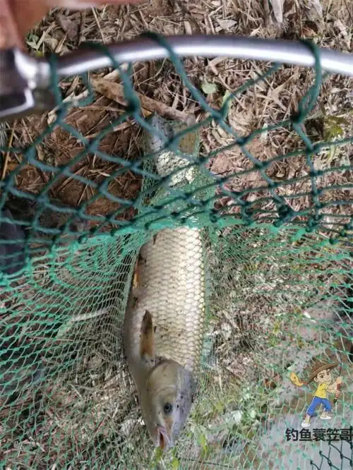 抄鱼的时候跑鱼太可惜!掌握这三个技巧后跑是不可能跑!