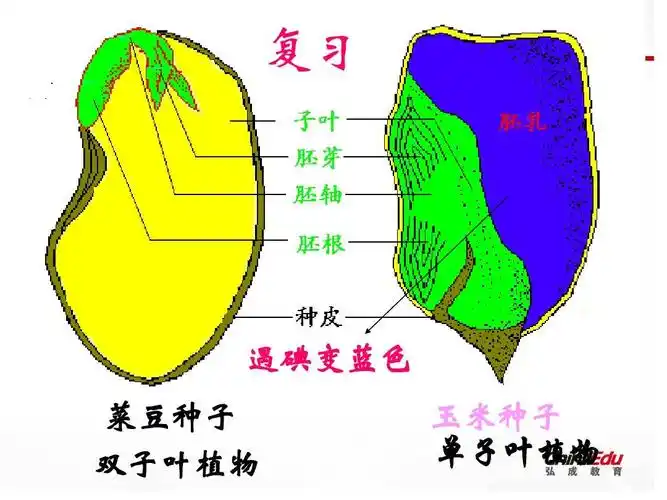 复习 遇碘变蓝色 菜豆种子 双子叶植物 玉米种子 单子叶植物