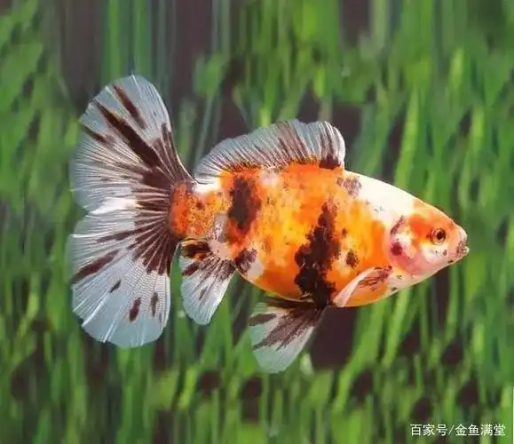 超清镜头下,这5种金鱼尾巴是公认的漂亮!
