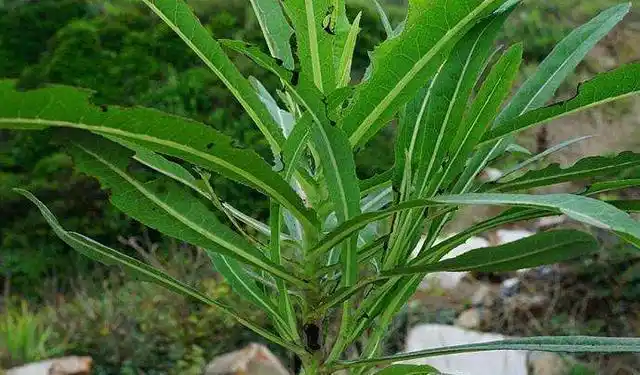 苣荬菜可以怎么吃有什么作用和禁忌