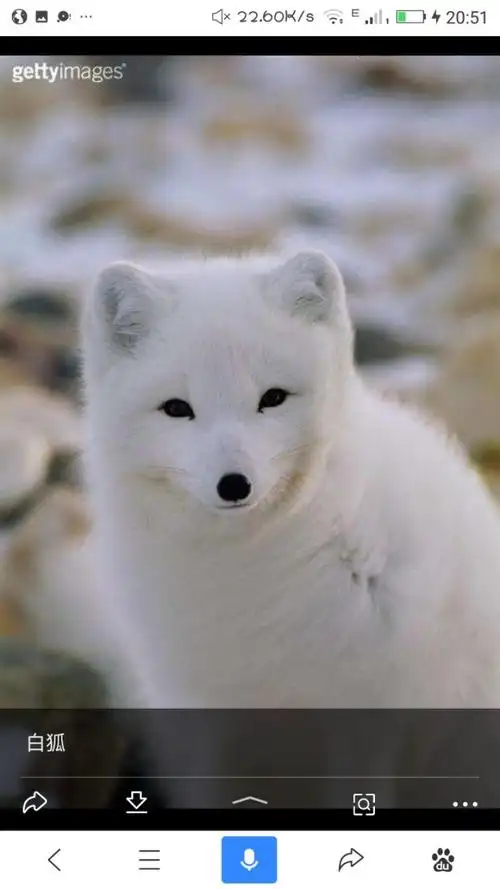 京剧猫之瞒不过的秘密