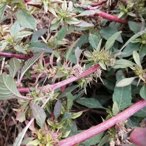 菜根野苋红梗刺苋刺苋根刺苋头刺笕苋菜头刺簕头根其他药食同源食品