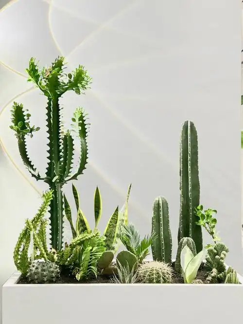 diy造景沙生植物